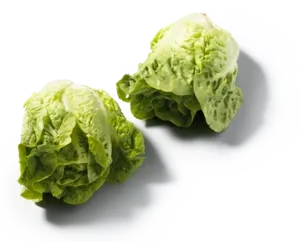 Mini Romaine