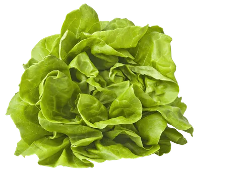 PLUS Kropsla