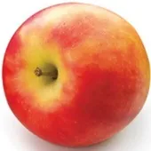 Elstar appel