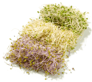 Bio kiemgroente mix