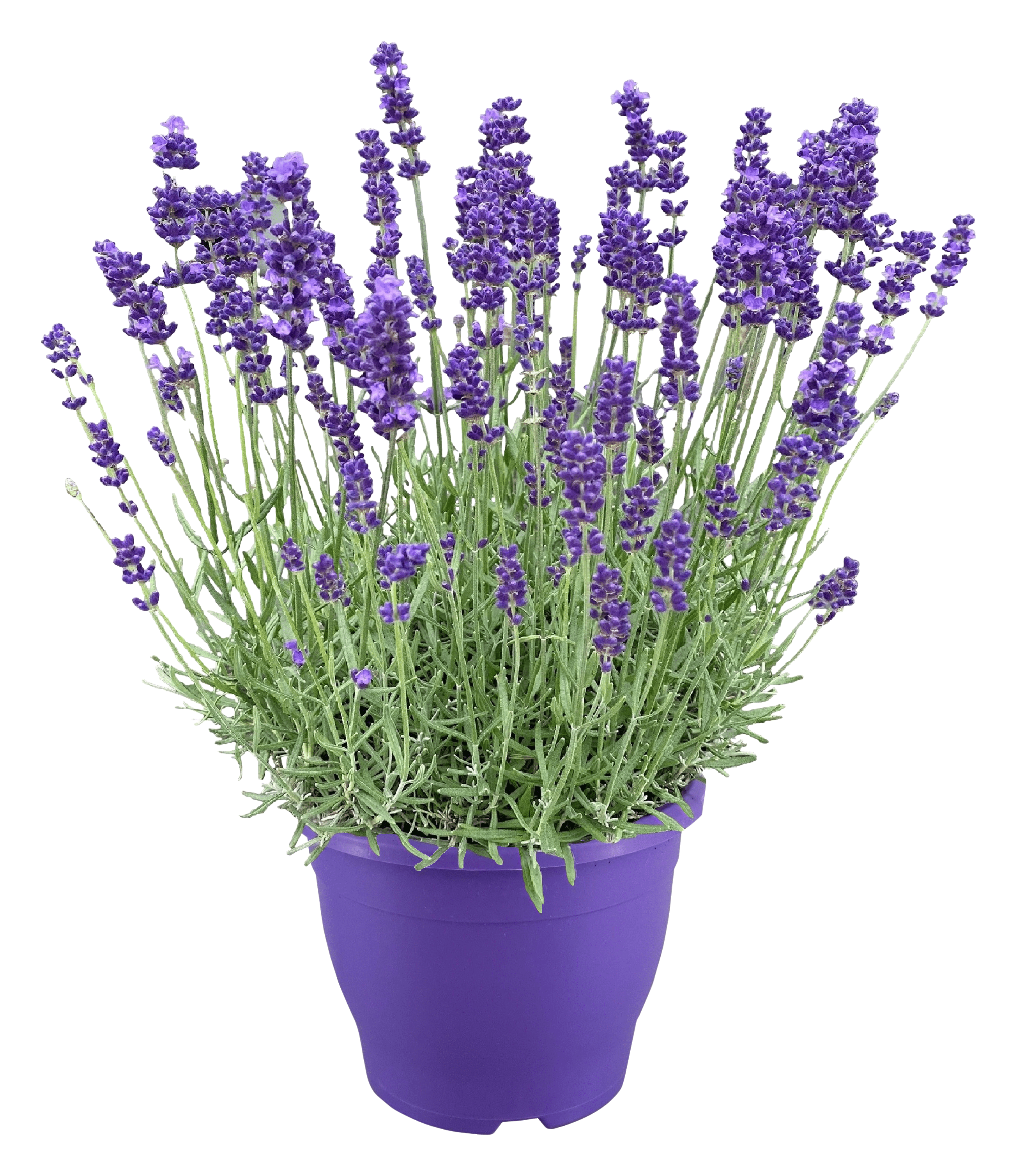 PLUS Lavendel plant XL