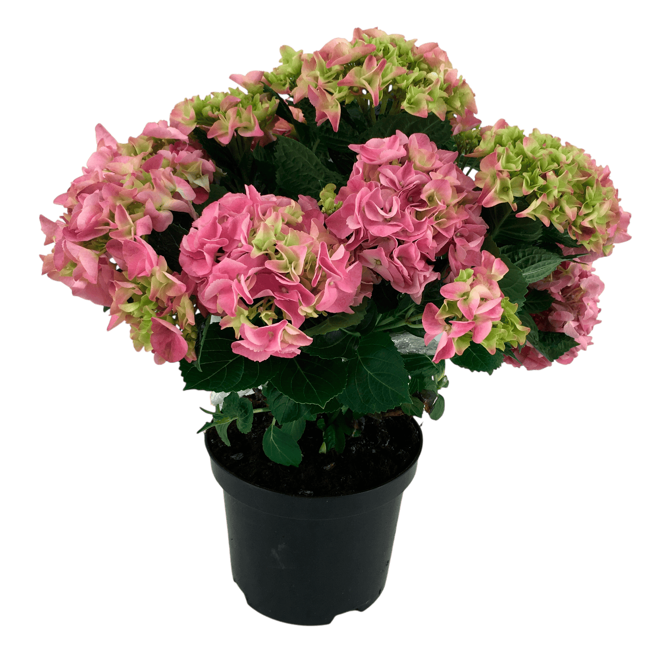 PLUS Hortensia 5 koppen 14 cm