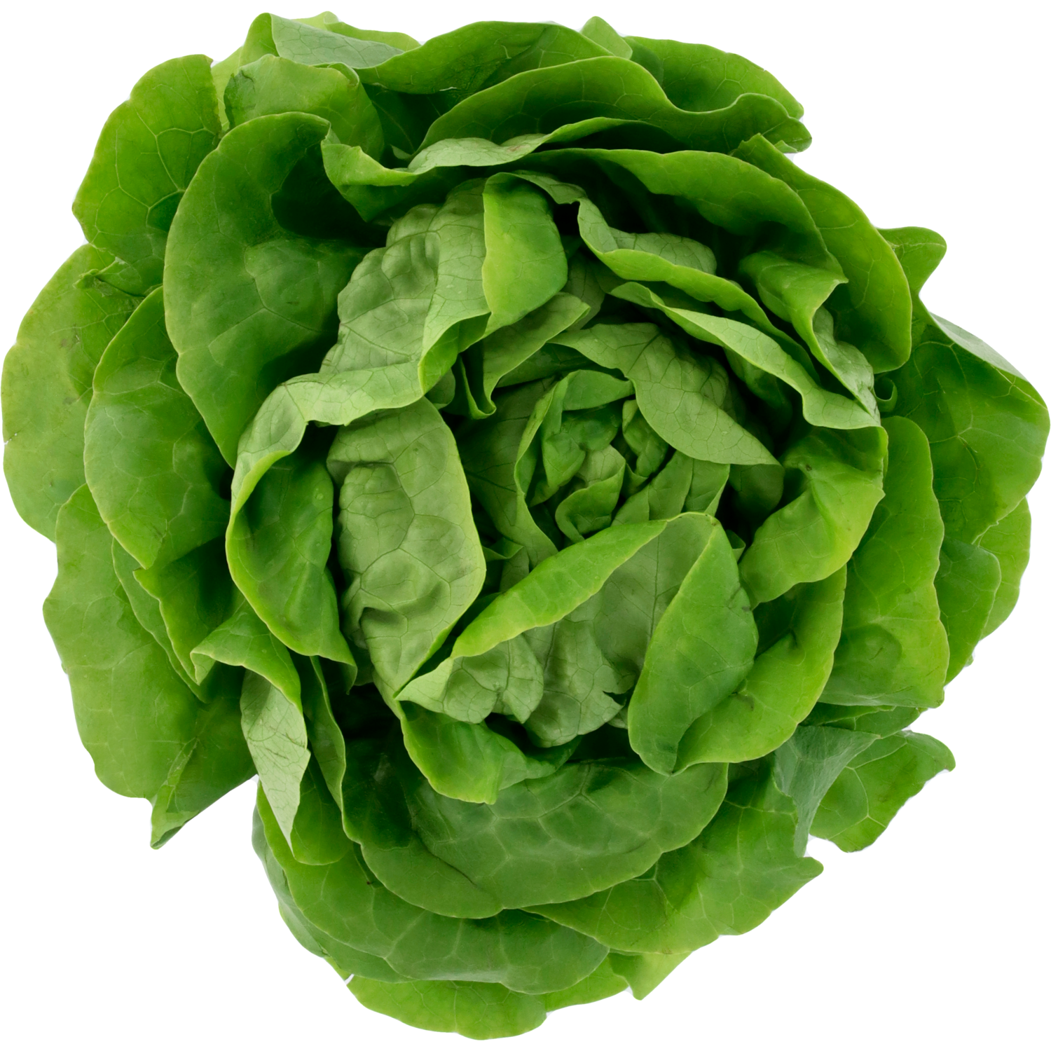 Kropsla