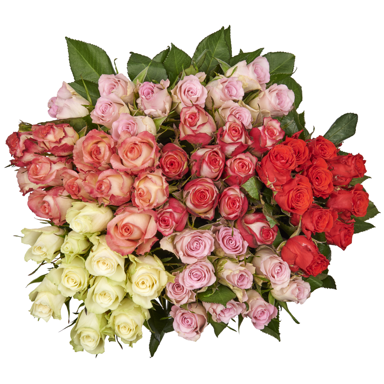 Rozen