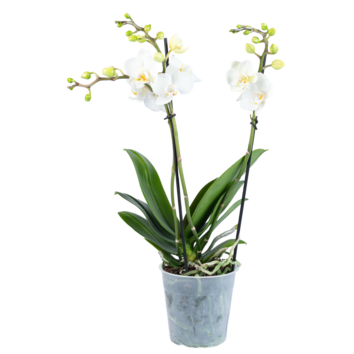Bloemen Orchidee multiflora