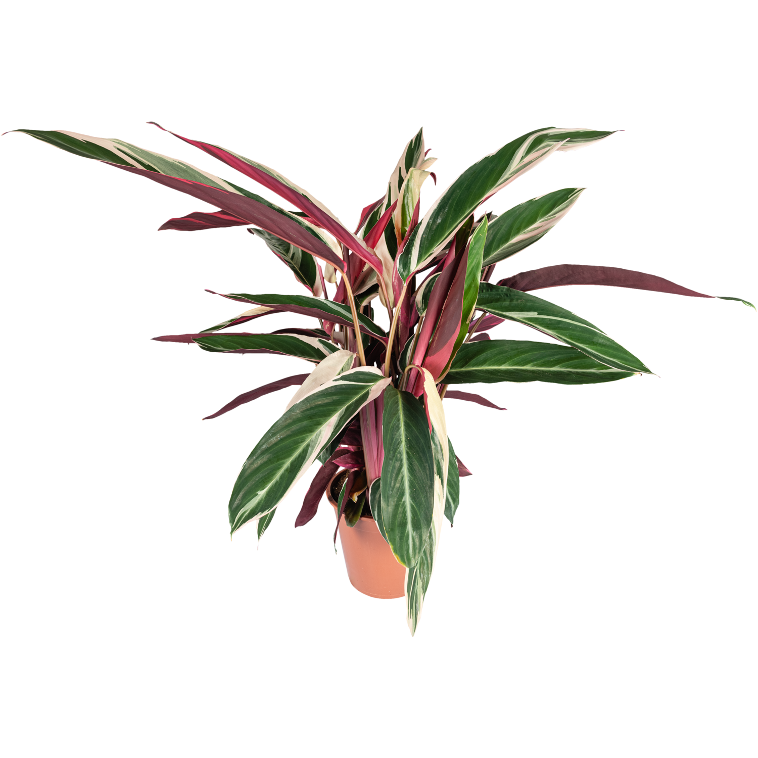 Bloemen Calathea triostar p14