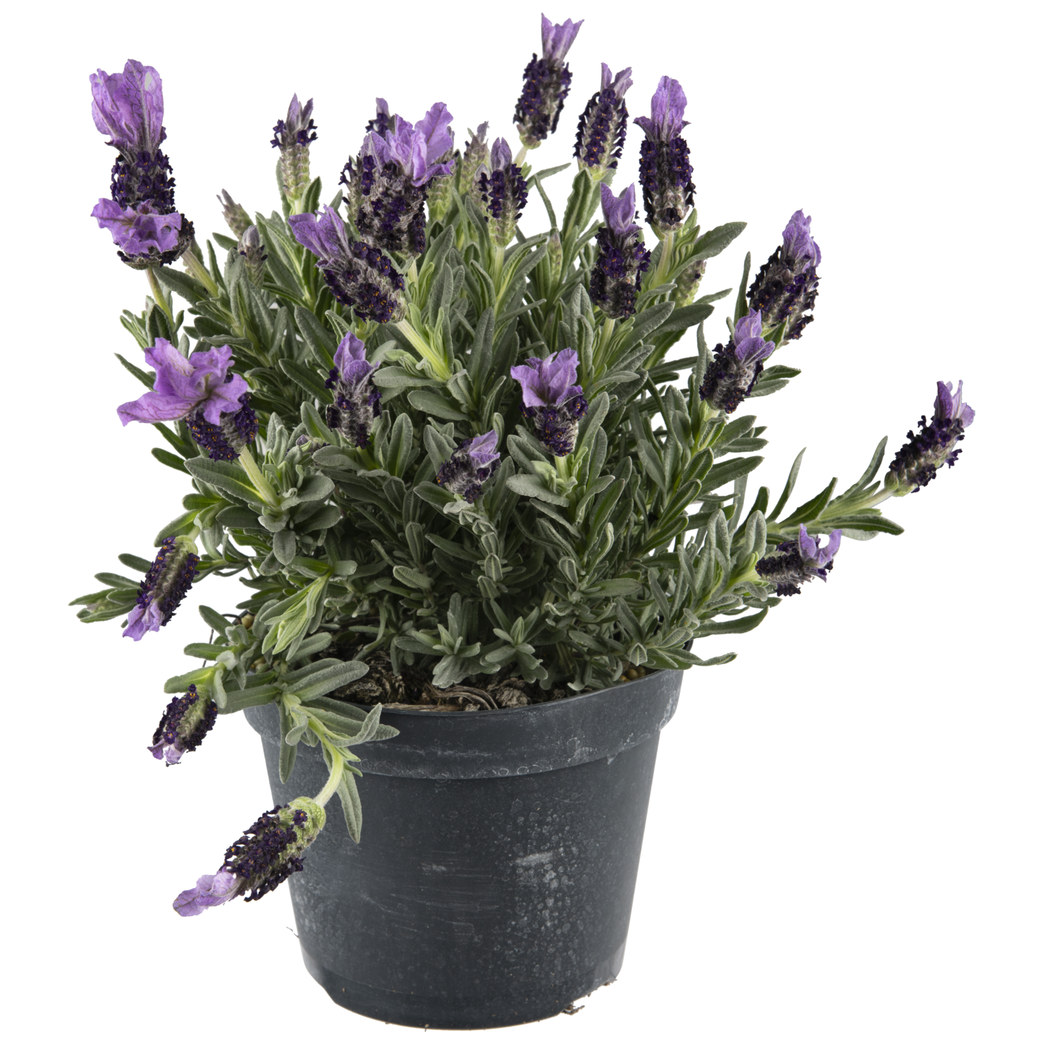 Lavendel