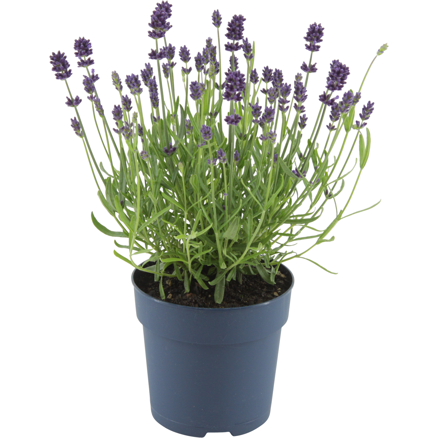 Lavendel hidcote
