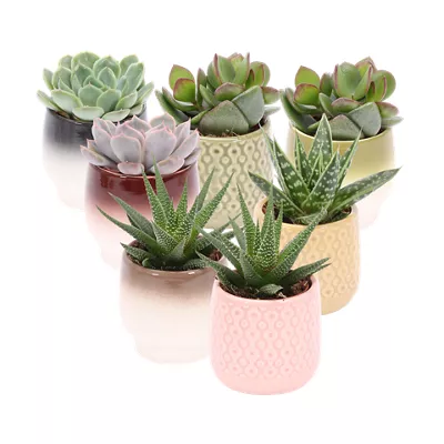 Mini succulent in keramiek