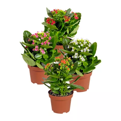 Kalanchoë