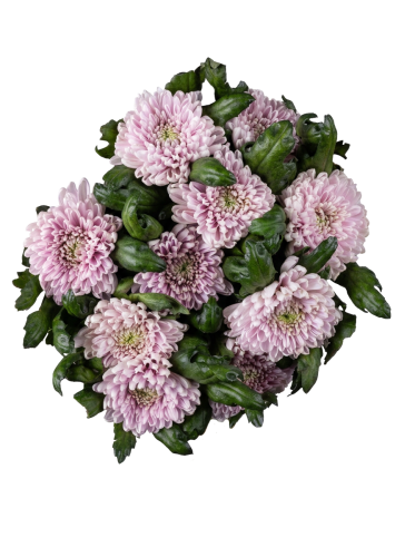 Chrysant geplozen
